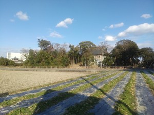 勝瑞城（西側から）